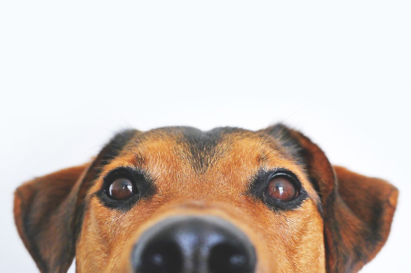Close up of a dog's face from the nose up